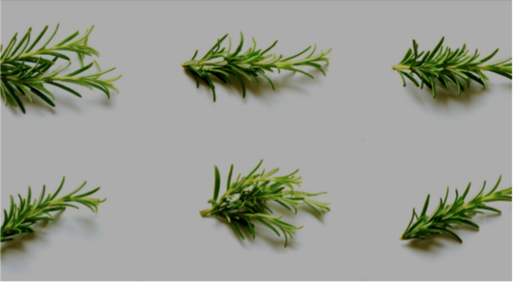 Rosemary Spanish Essential Oil - Soap Art Singapore